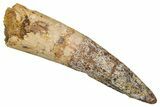 Fossil Spinosaurus Tooth - Real Dinosaur Tooth #344857-1